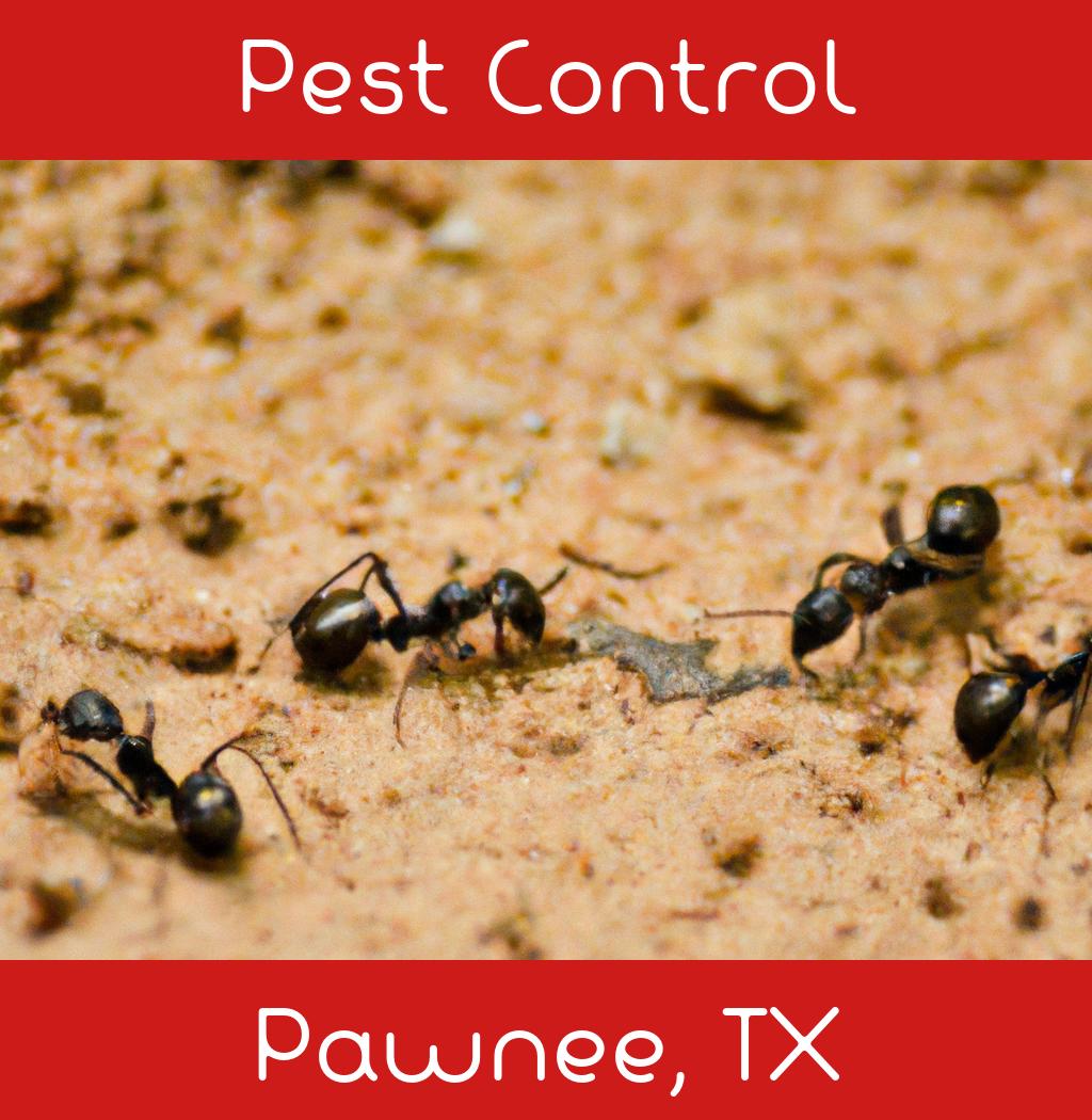 pest control in Pawnee Texas