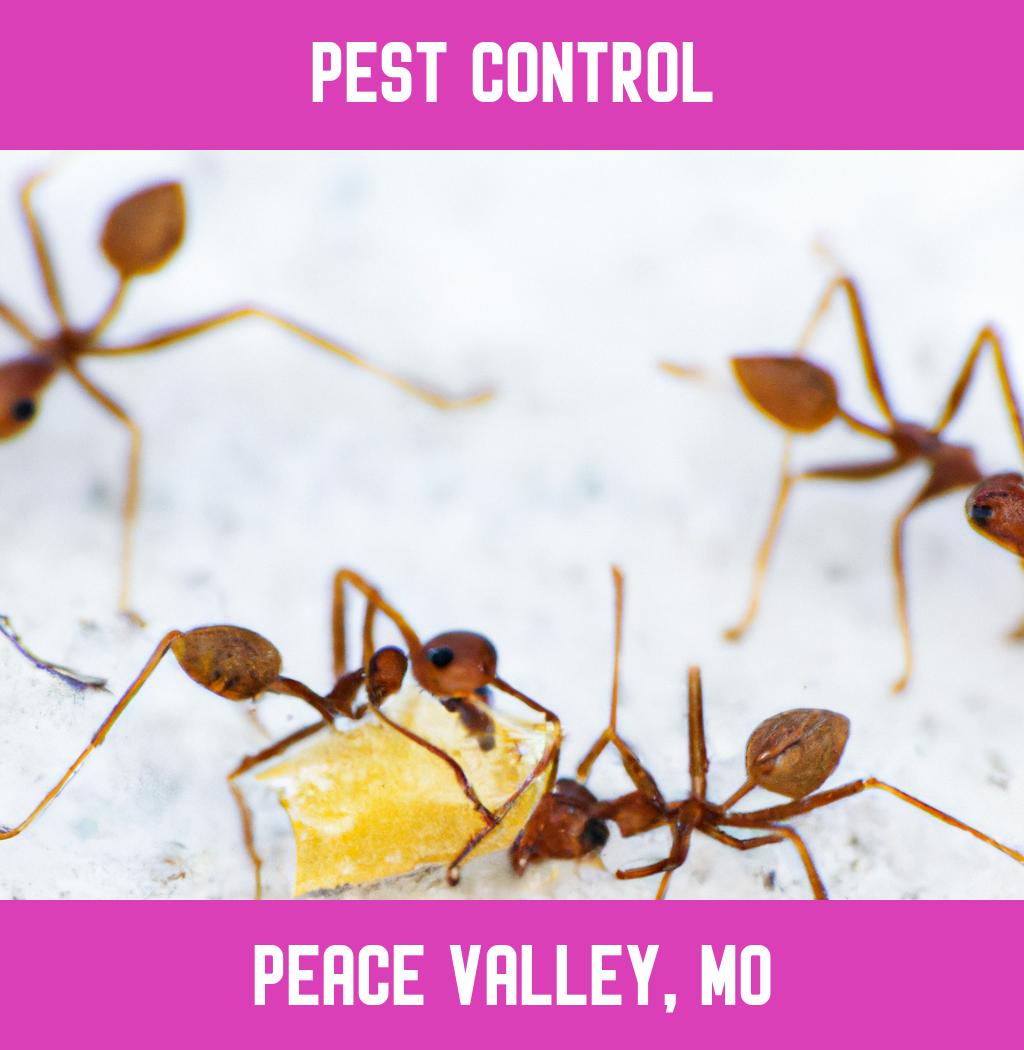 pest control in Peace Valley Missouri