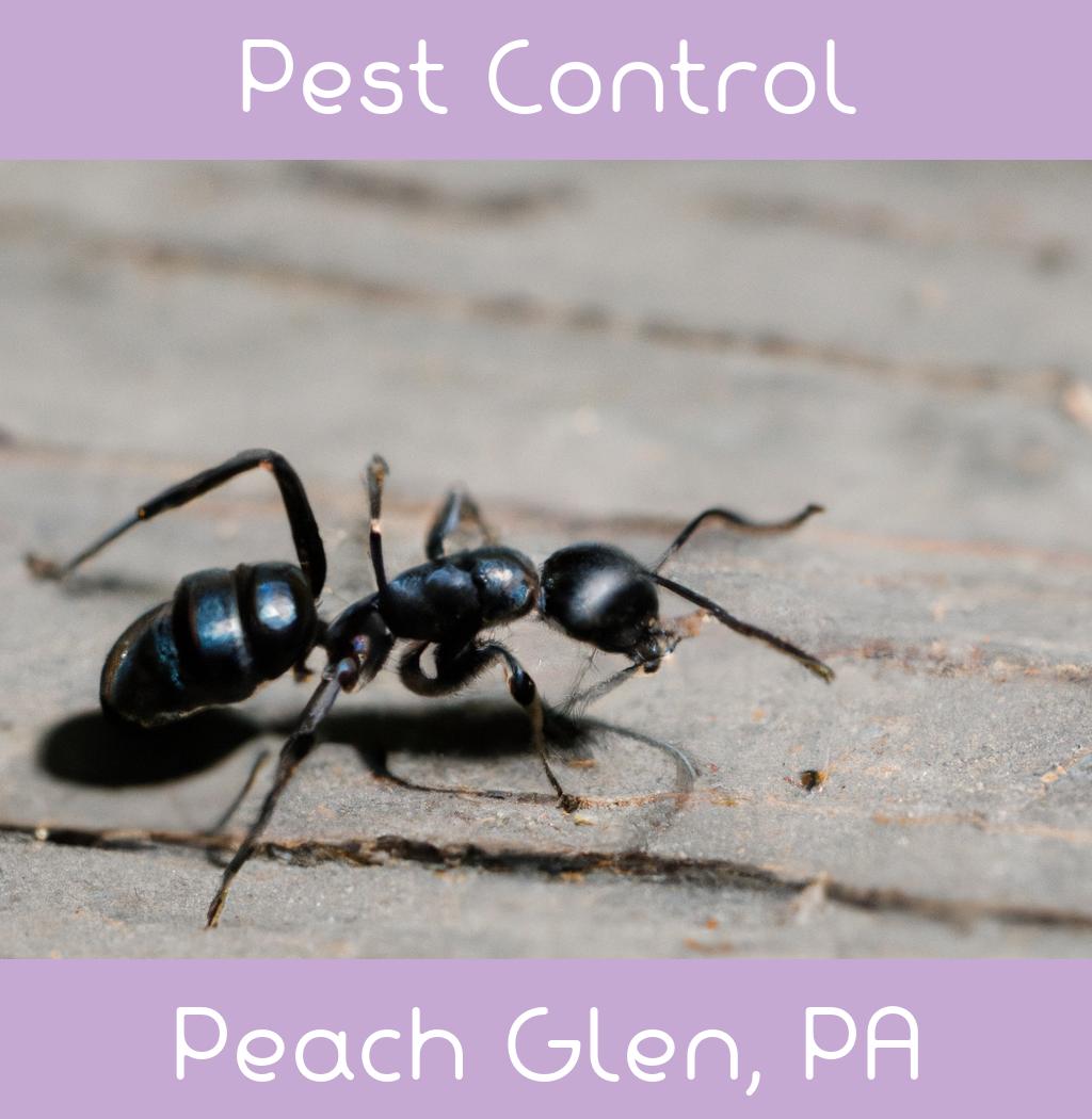 pest control in Peach Glen Pennsylvania