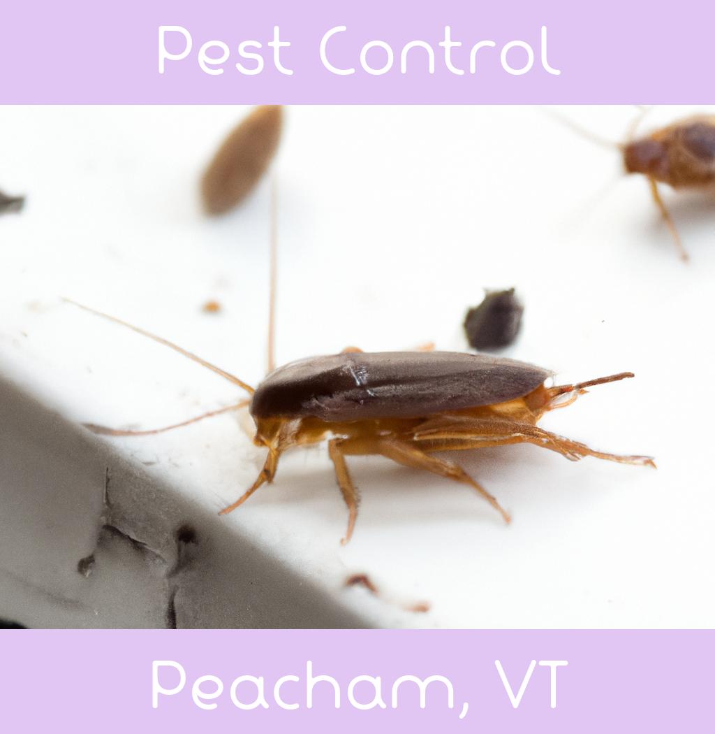 pest control in Peacham Vermont