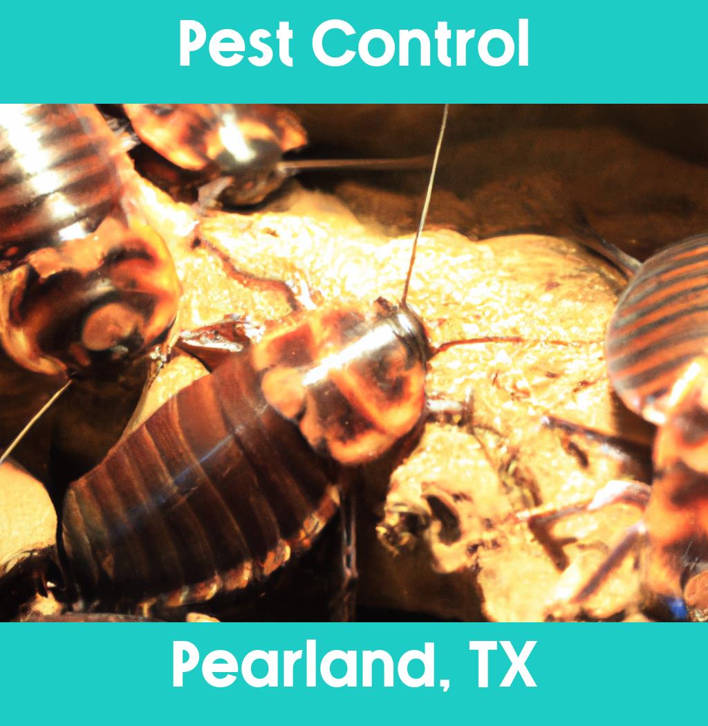 pest control in Pearland Texas