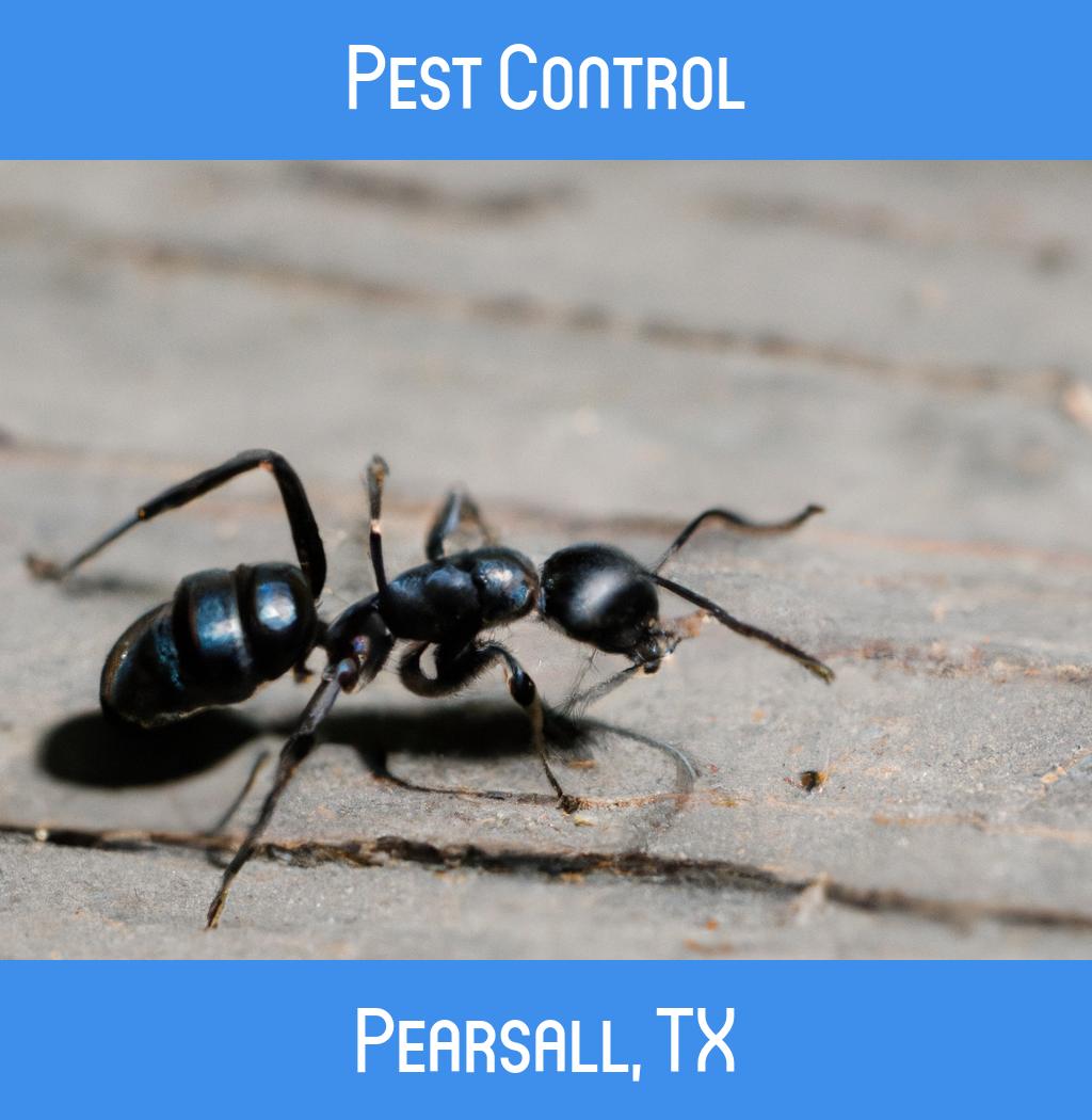pest control in Pearsall Texas