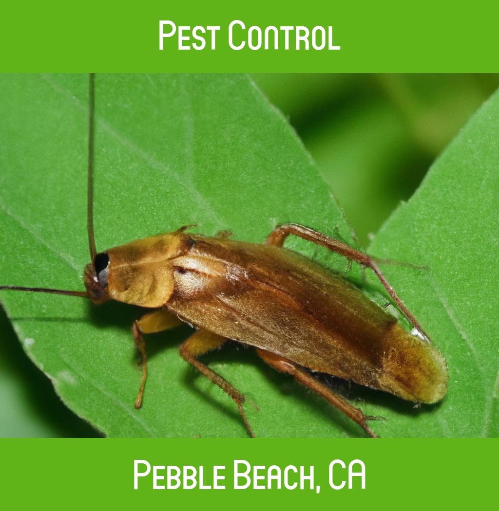 pest control in Pebble Beach California