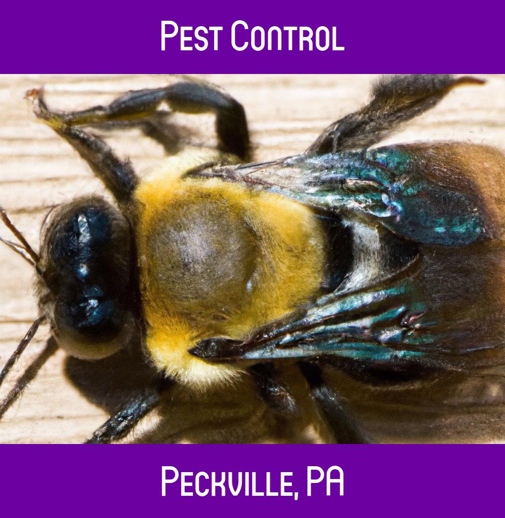 pest control in Peckville Pennsylvania