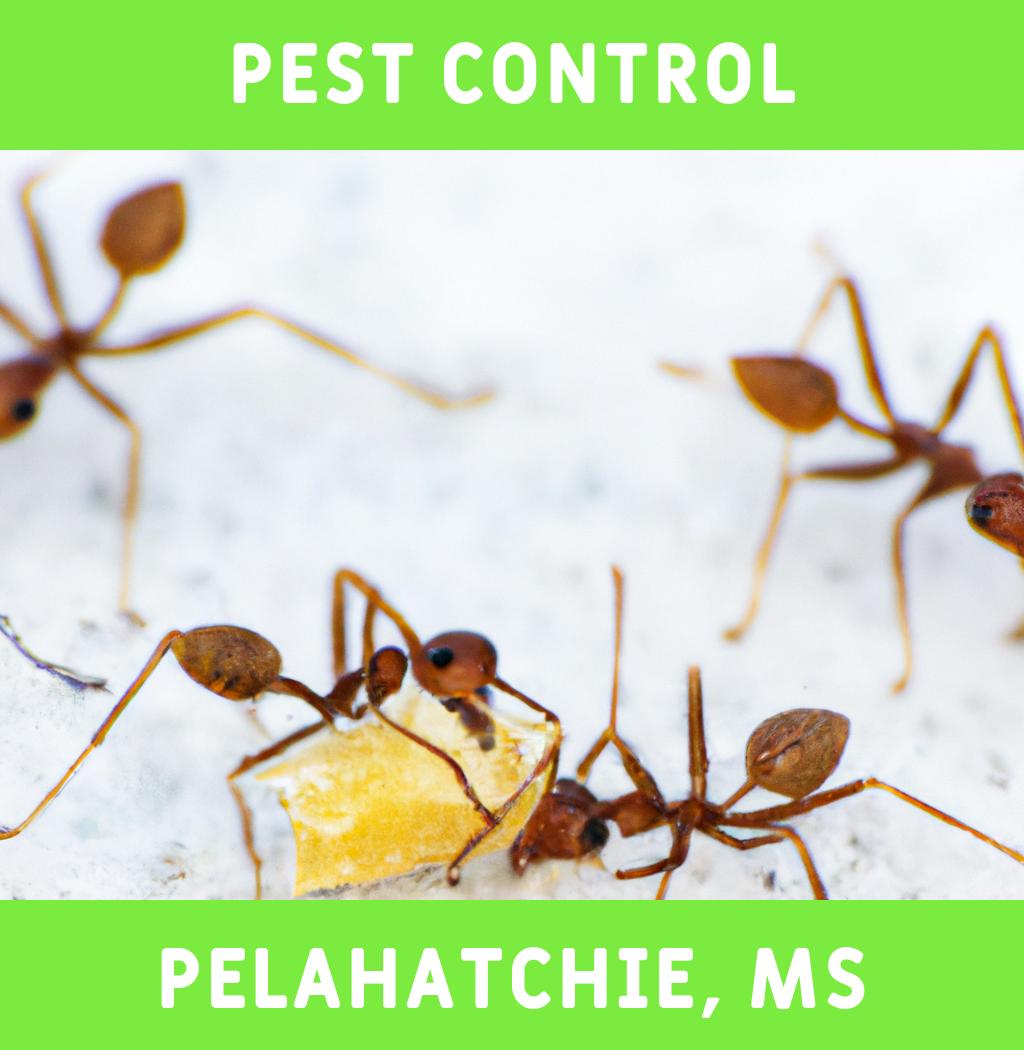 pest control in Pelahatchie Mississippi