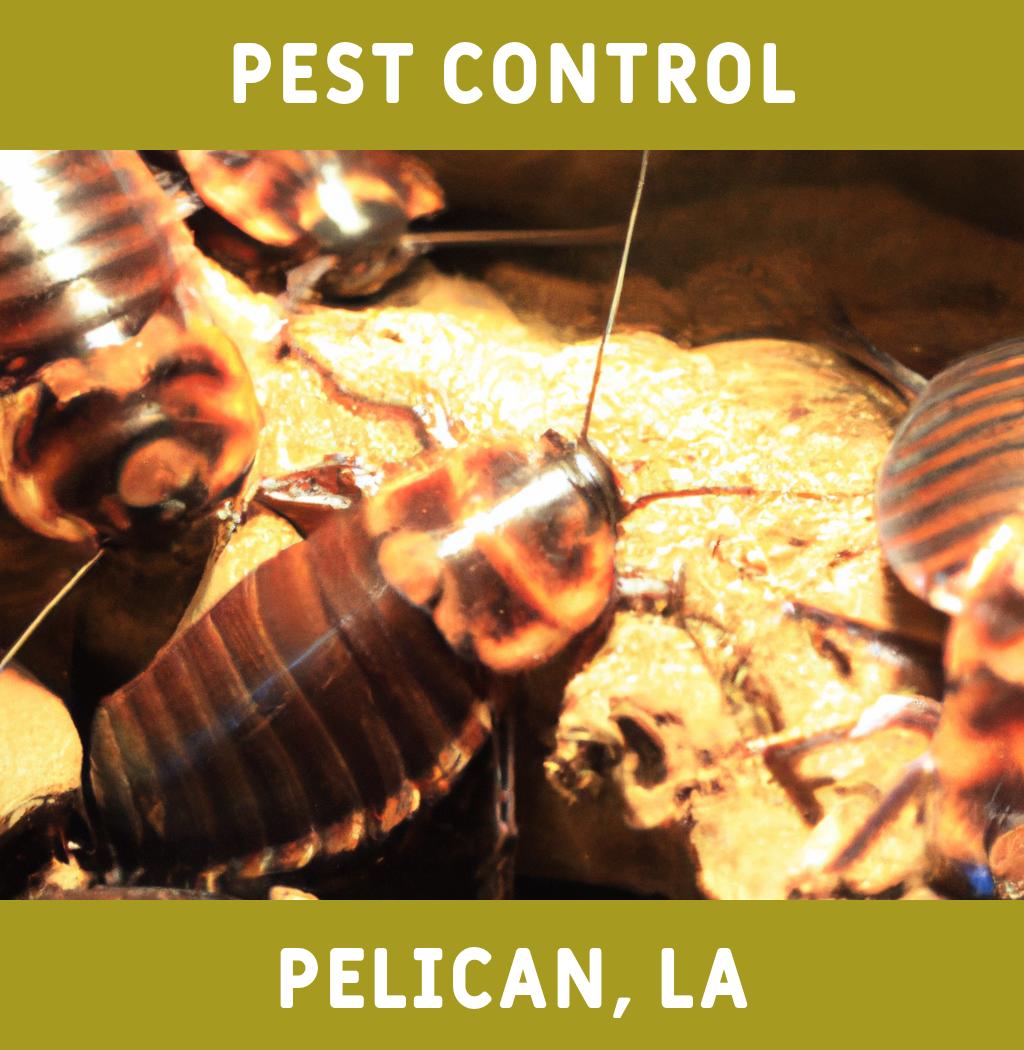 pest control in Pelican Louisiana