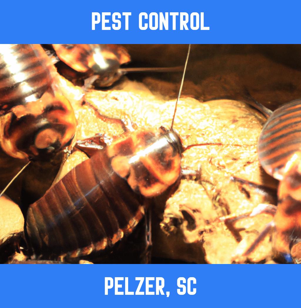 pest control in Pelzer South Carolina
