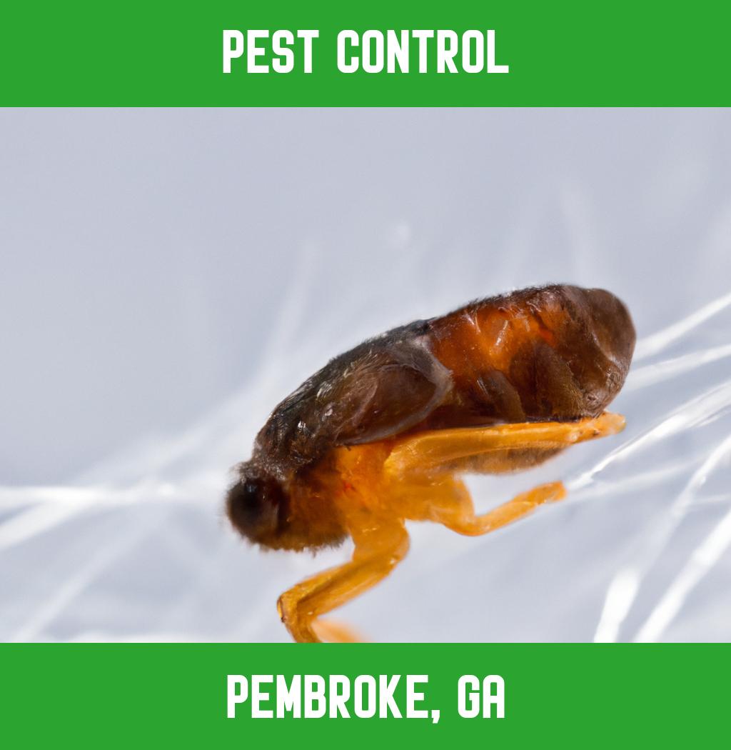 pest control in Pembroke Georgia