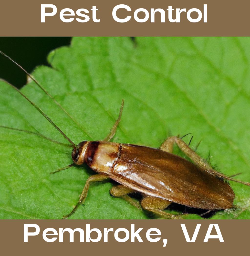 pest control in Pembroke Virginia