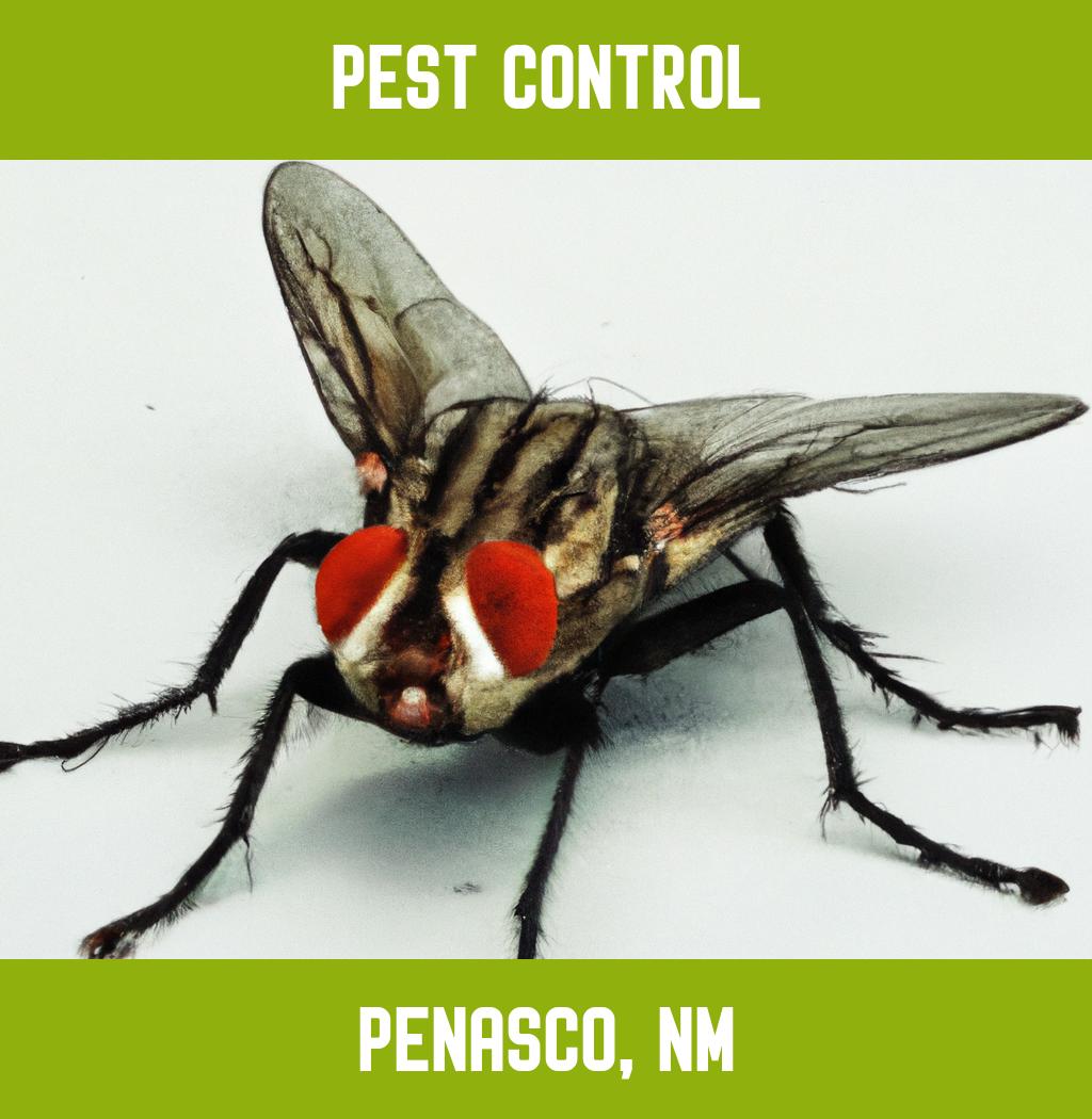 pest control in Penasco New Mexico