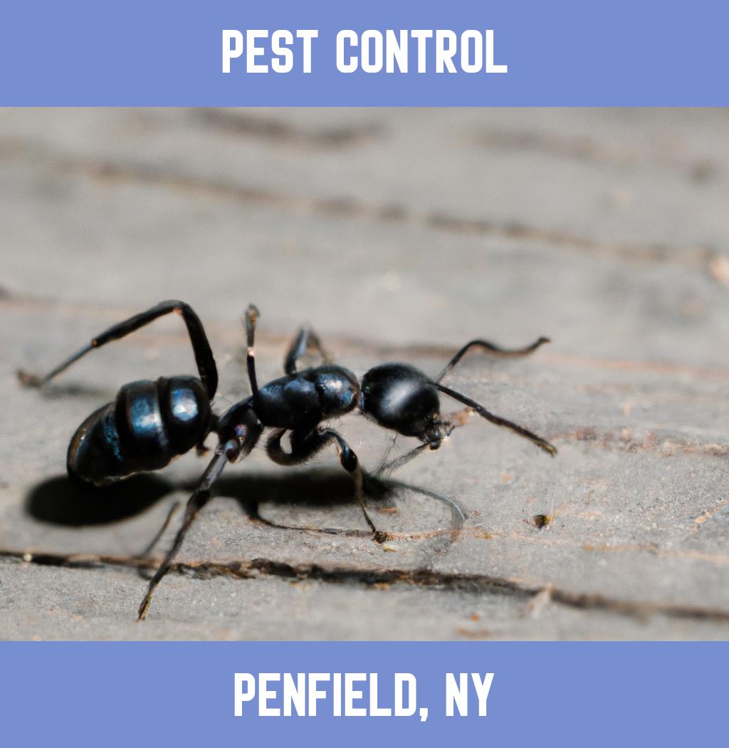 pest control in Penfield New York