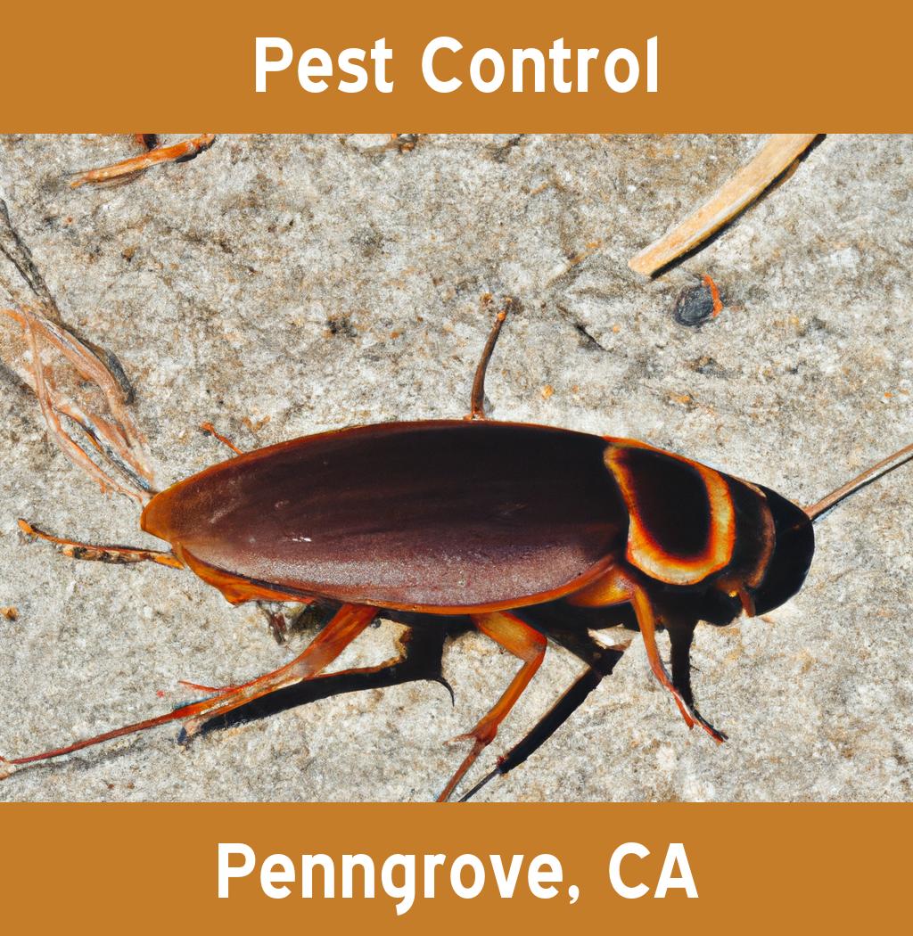 pest control in Penngrove California