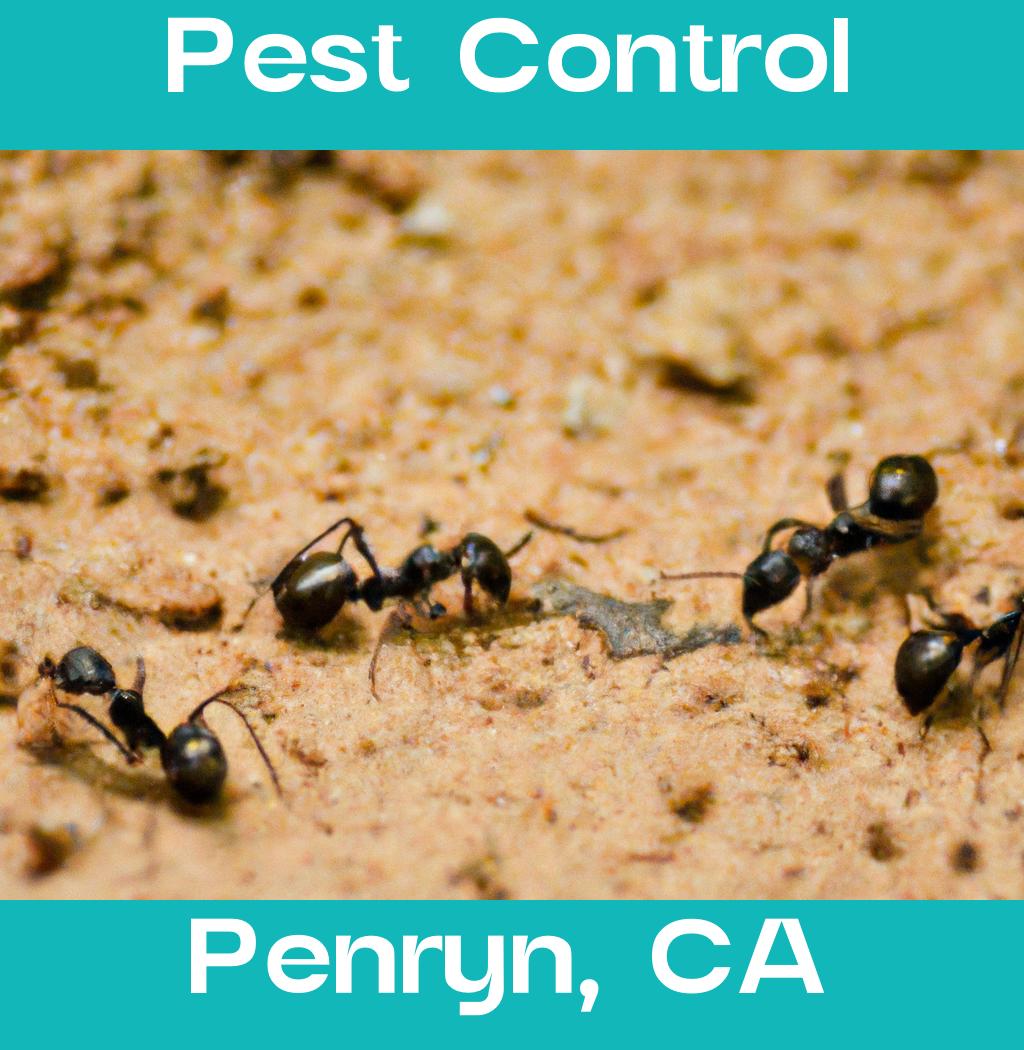 pest control in Penryn California