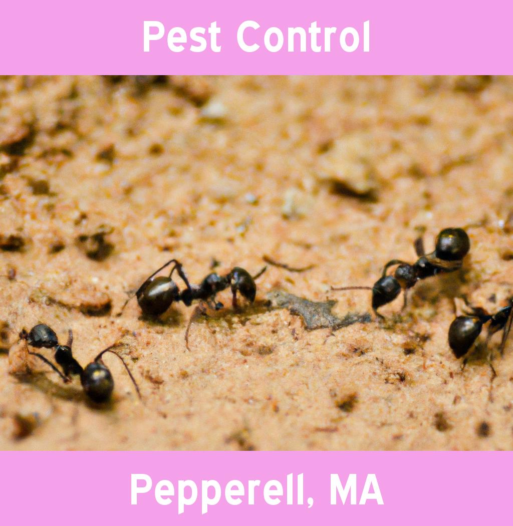 pest control in Pepperell Massachusetts