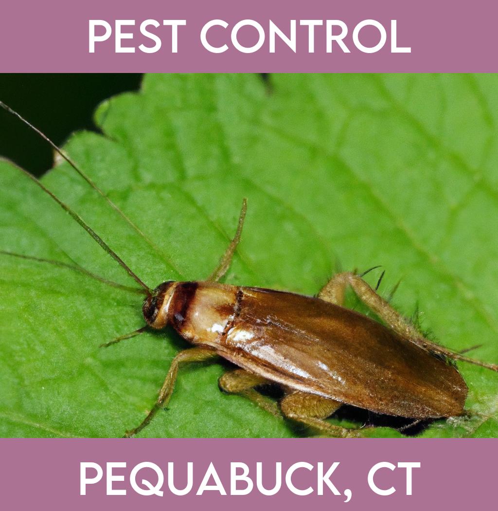 pest control in Pequabuck Connecticut