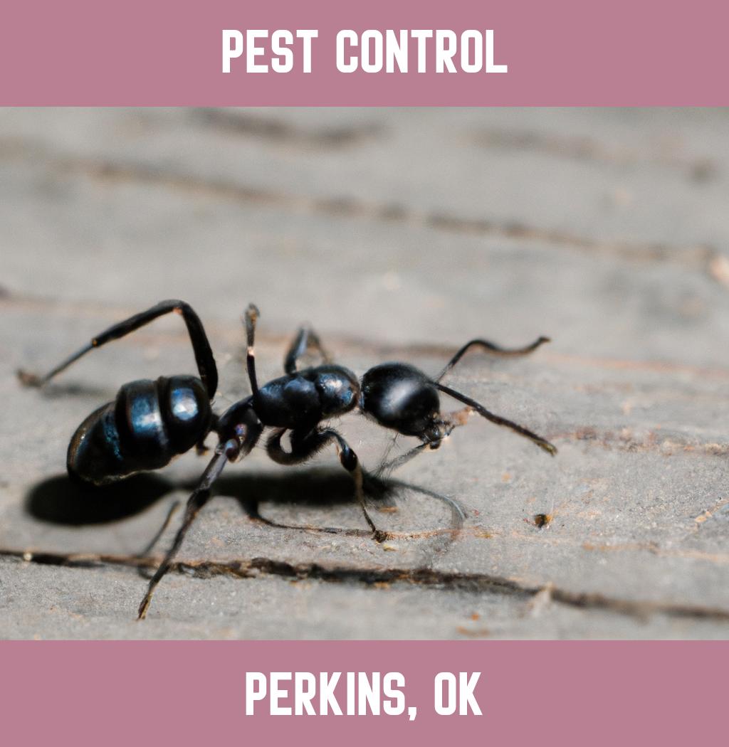 pest control in Perkins Oklahoma