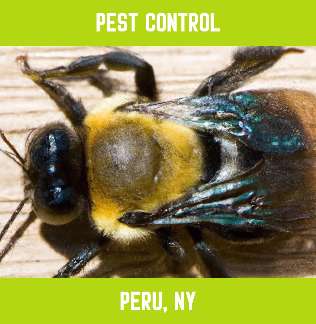 pest control in Peru New York