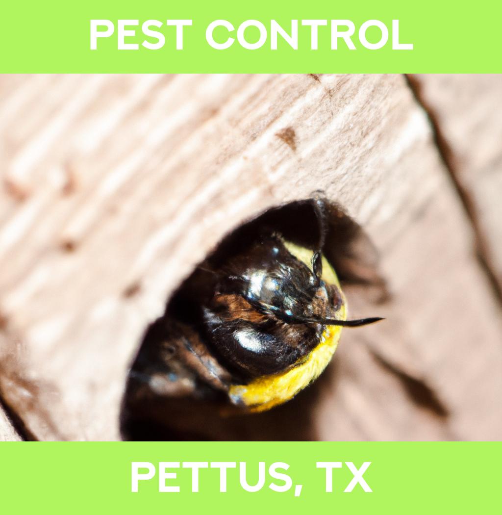 pest control in Pettus Texas