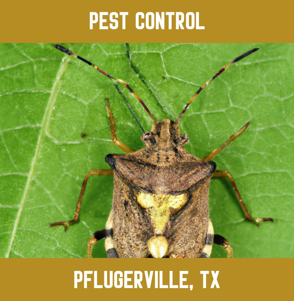 pest control in Pflugerville Texas