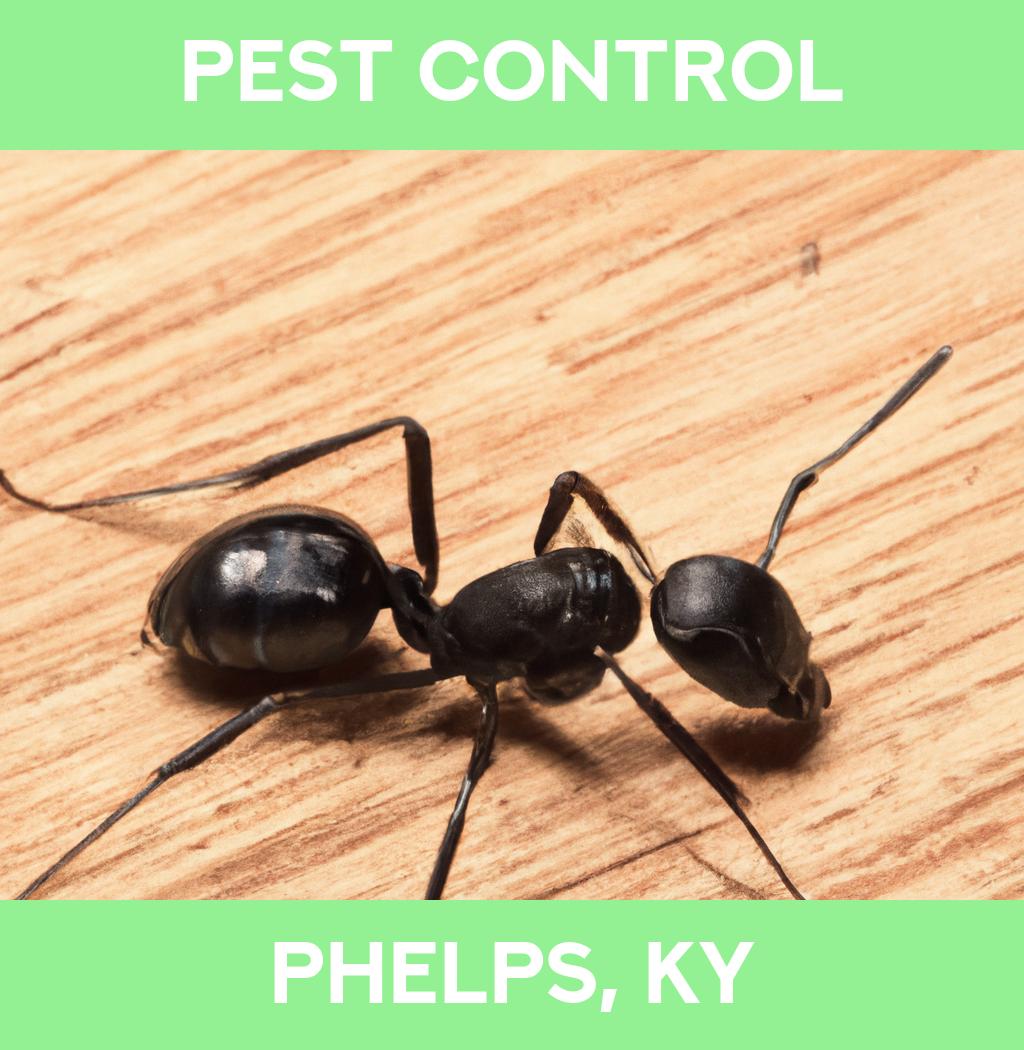 pest control in Phelps Kentucky