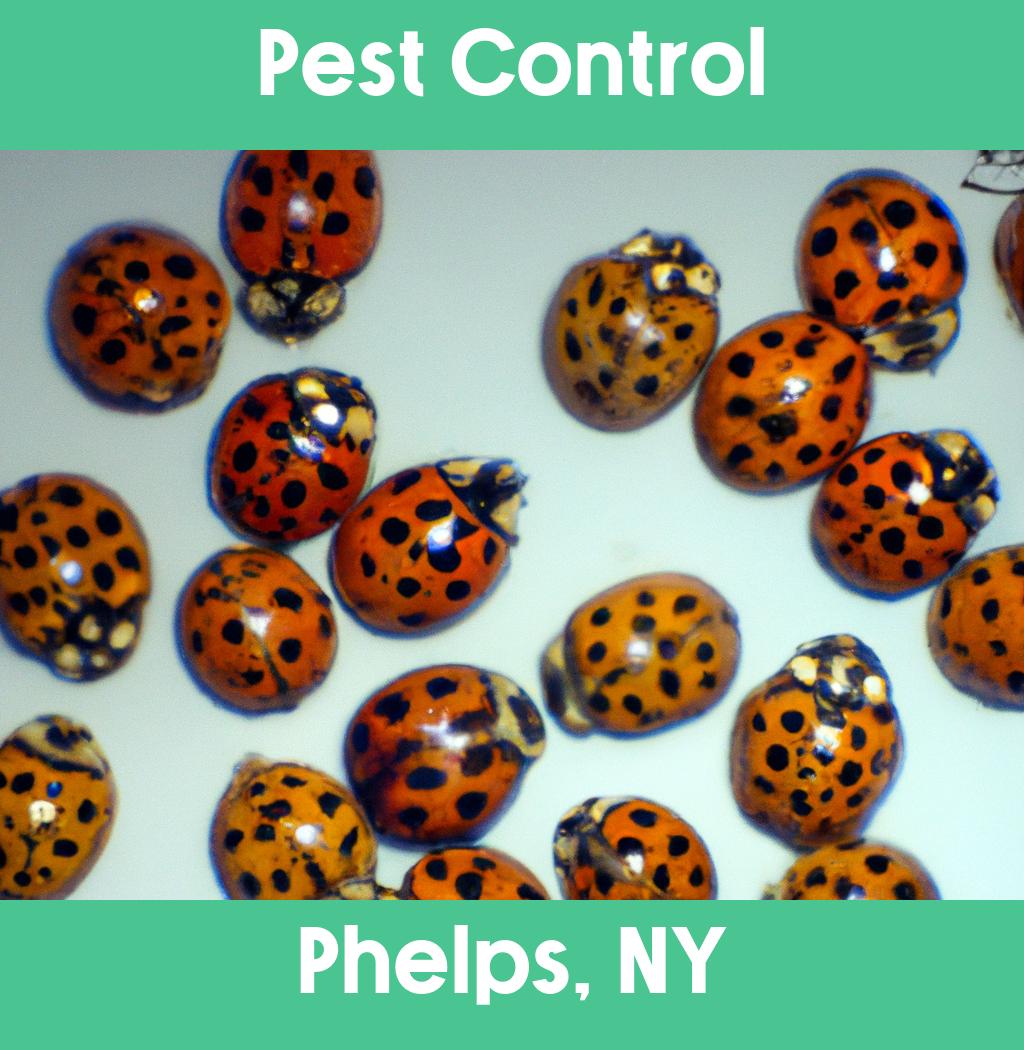 pest control in Phelps New York
