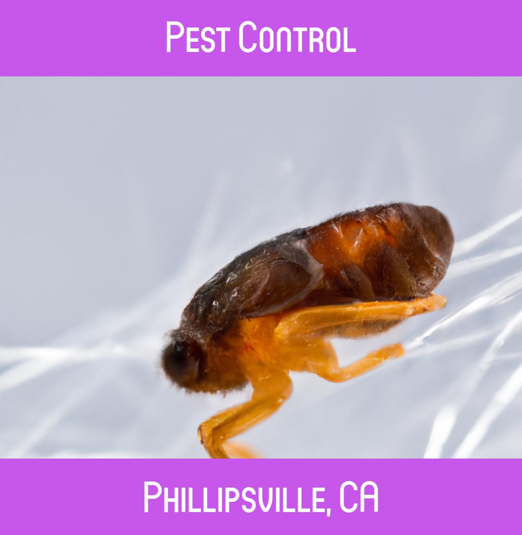 pest control in Phillipsville California