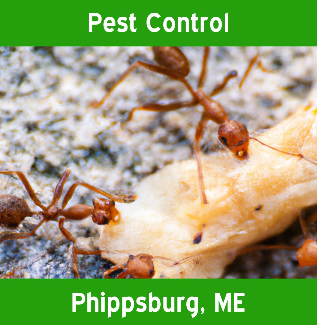 pest control in Phippsburg Maine