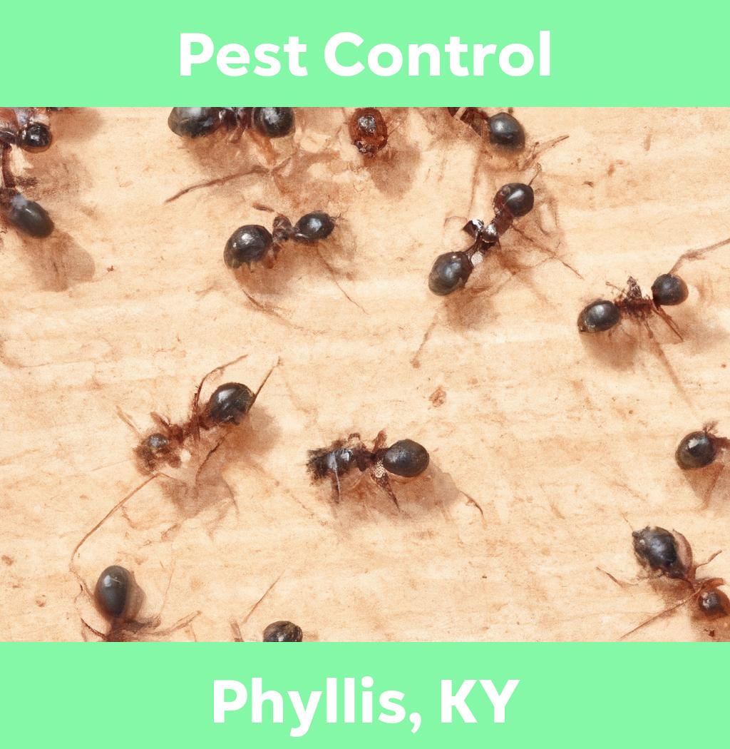 pest control in Phyllis Kentucky