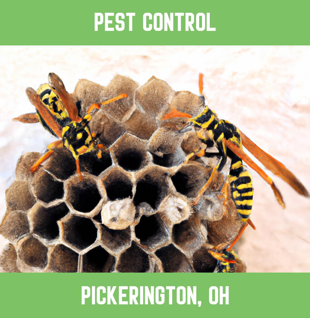 pest control in Pickerington Ohio