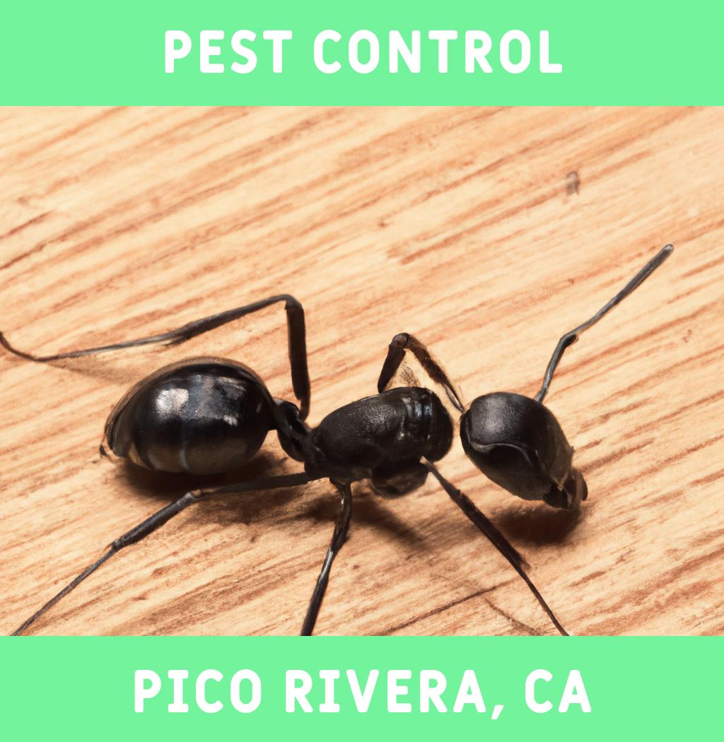 pest control in Pico Rivera California
