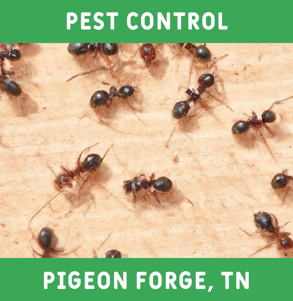 pest control in Pigeon Forge Tennessee