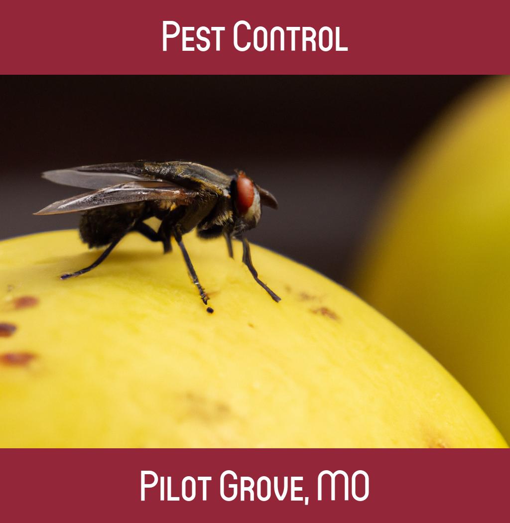 pest control in Pilot Grove Missouri