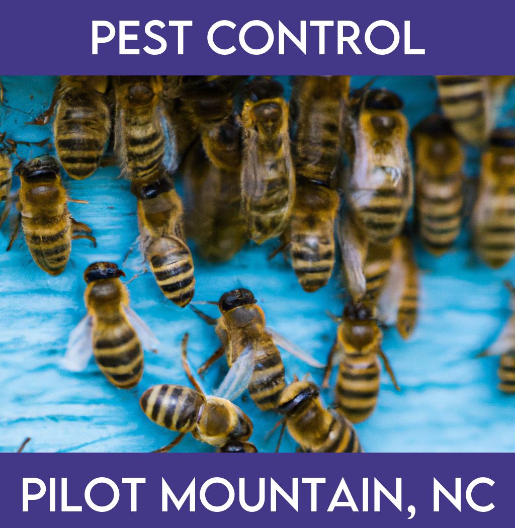 pest control in Pilot Mountain North Carolina