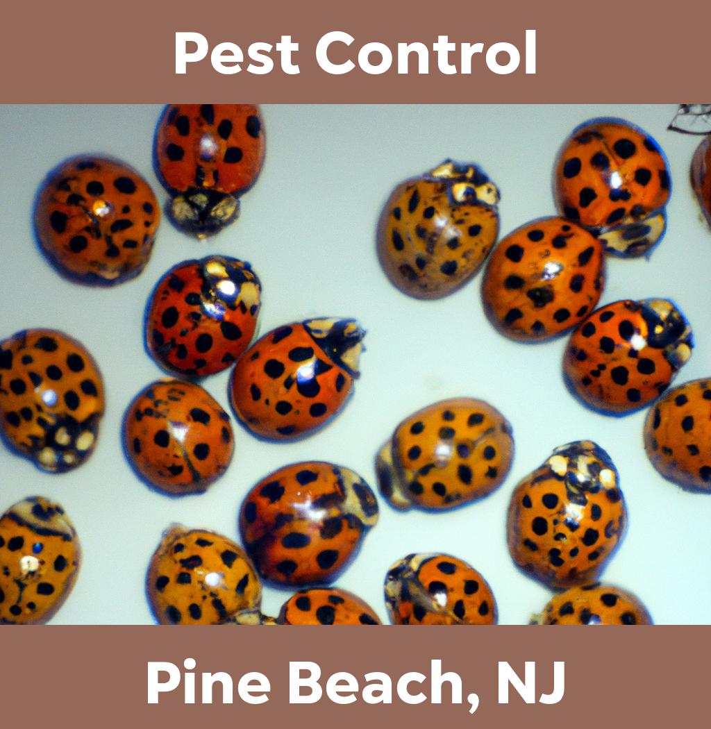 pest control in Pine Beach New Jersey