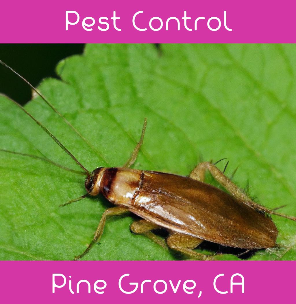 pest control in Pine Grove California