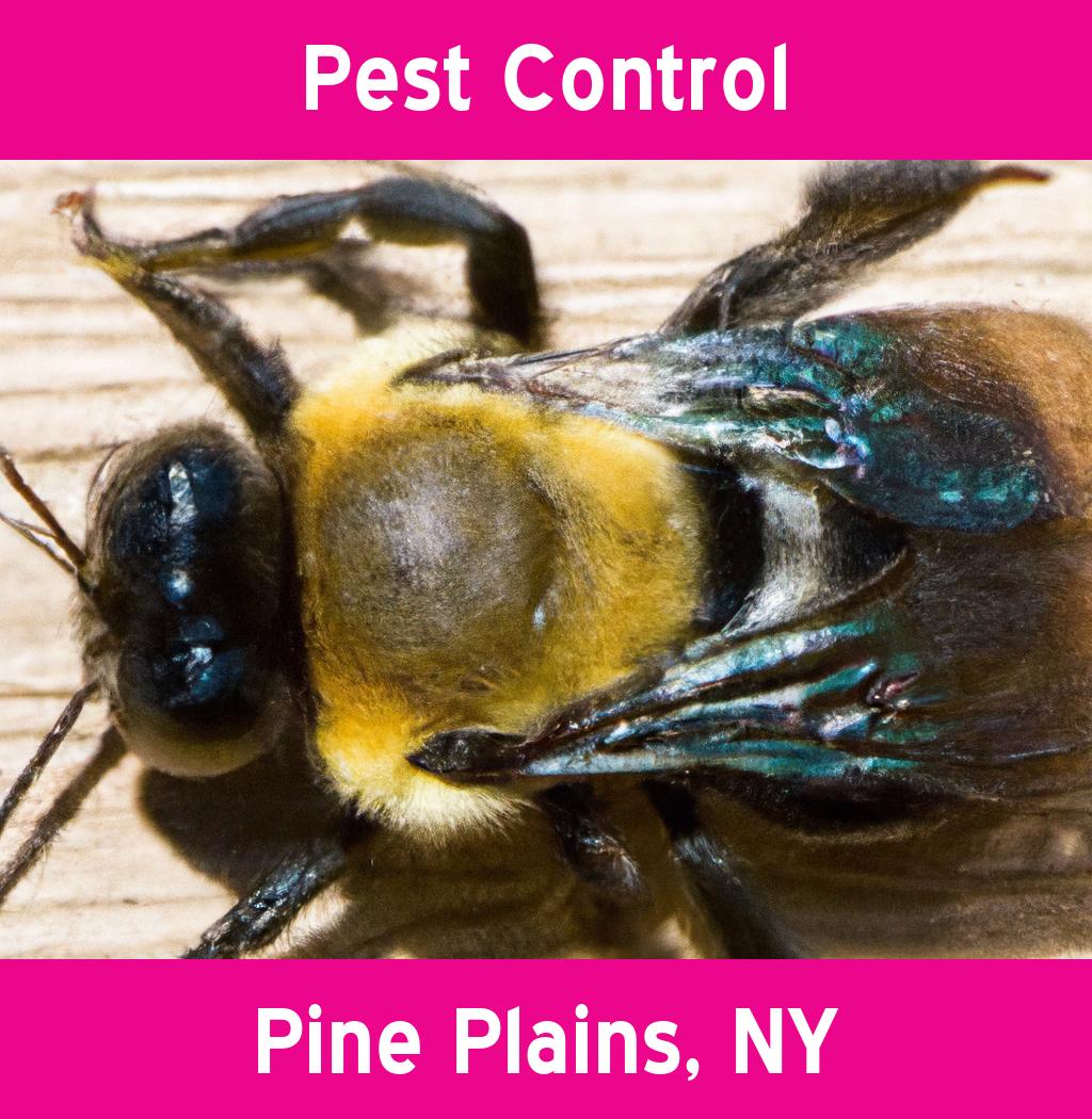 pest control in Pine Plains New York