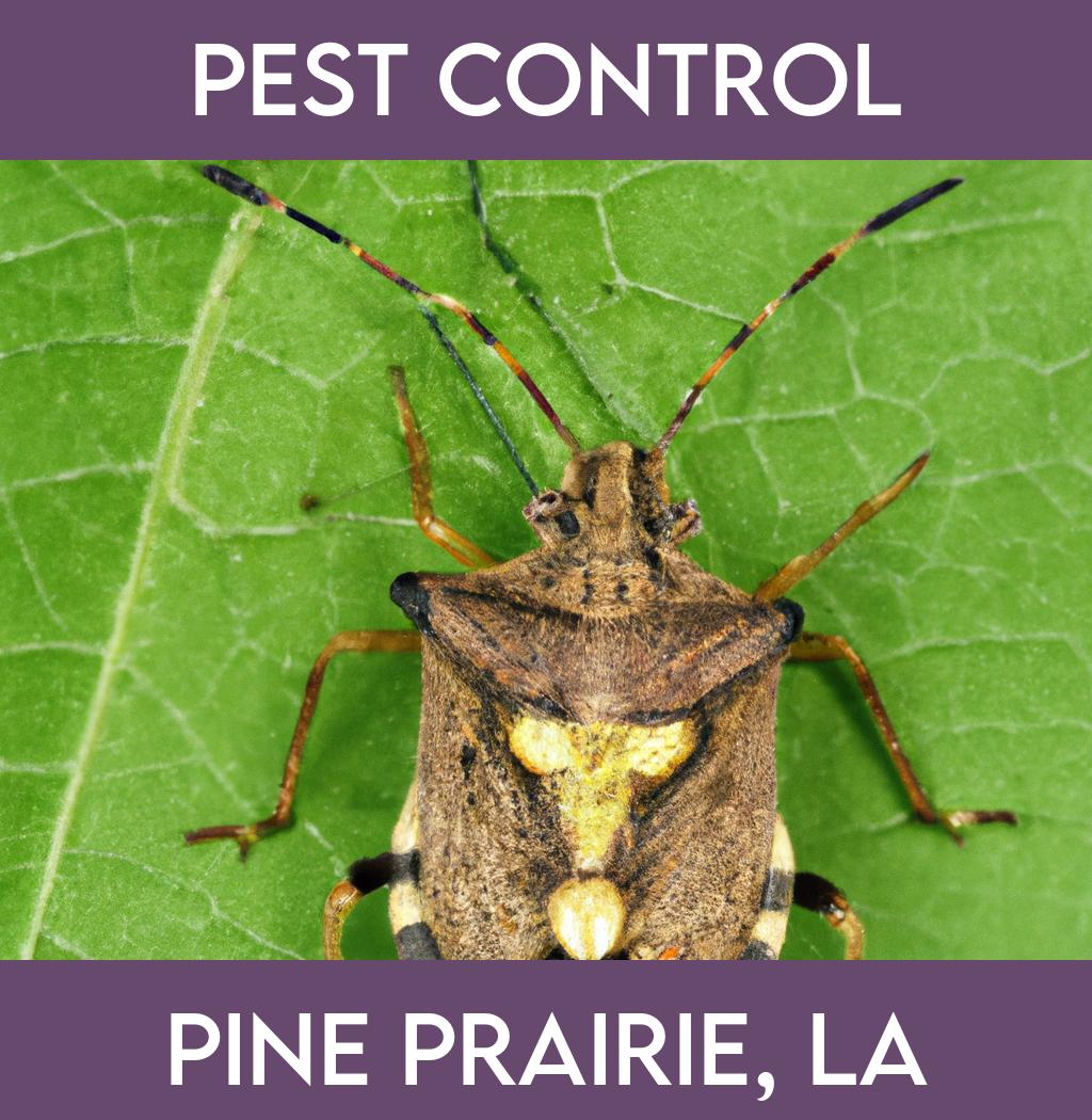 pest control in Pine Prairie Louisiana