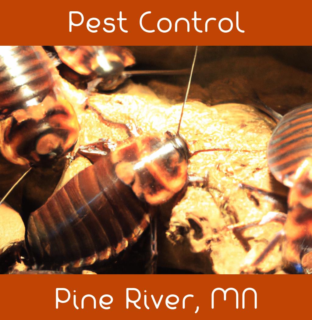 pest control in Pine River Minnesota