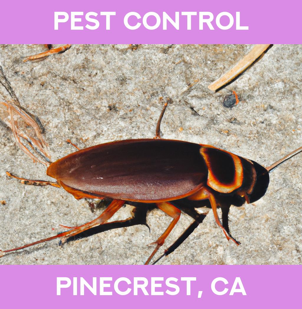 pest control in Pinecrest California