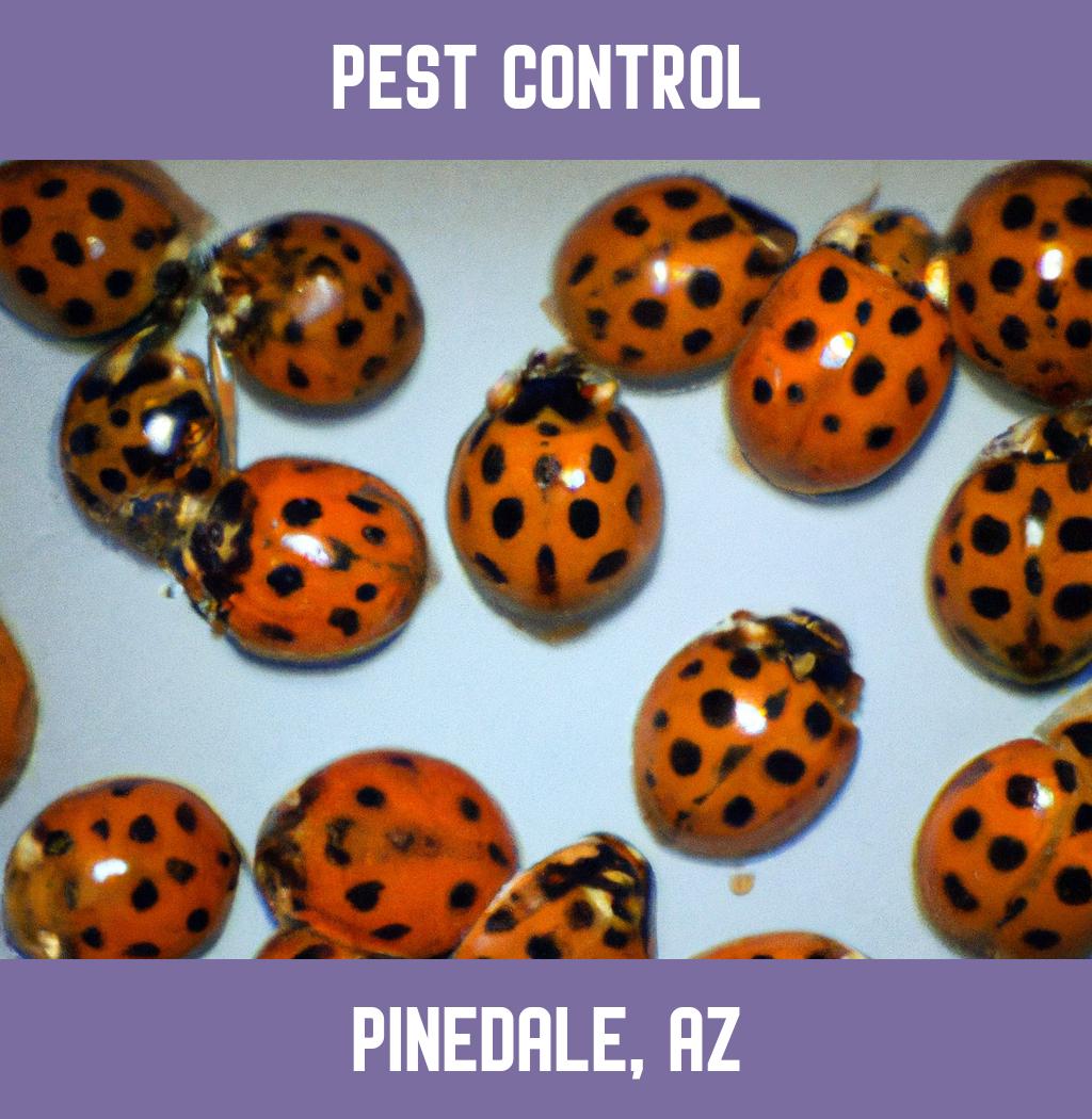 pest control in Pinedale Arizona