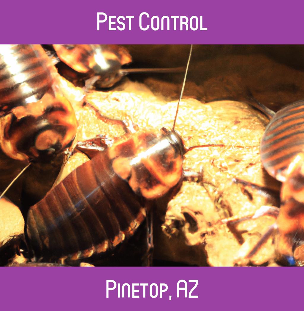 pest control in Pinetop Arizona
