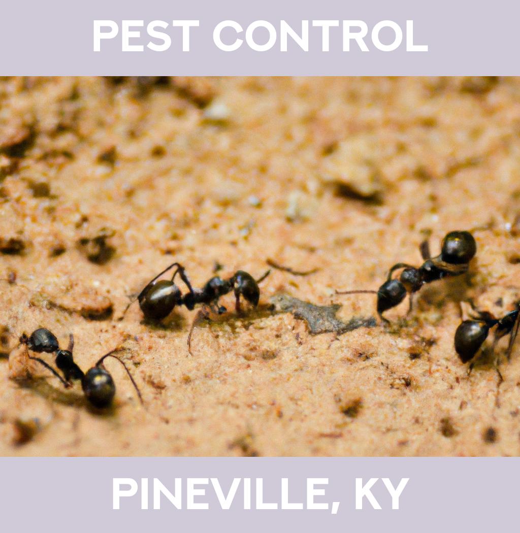 pest control in Pineville Kentucky