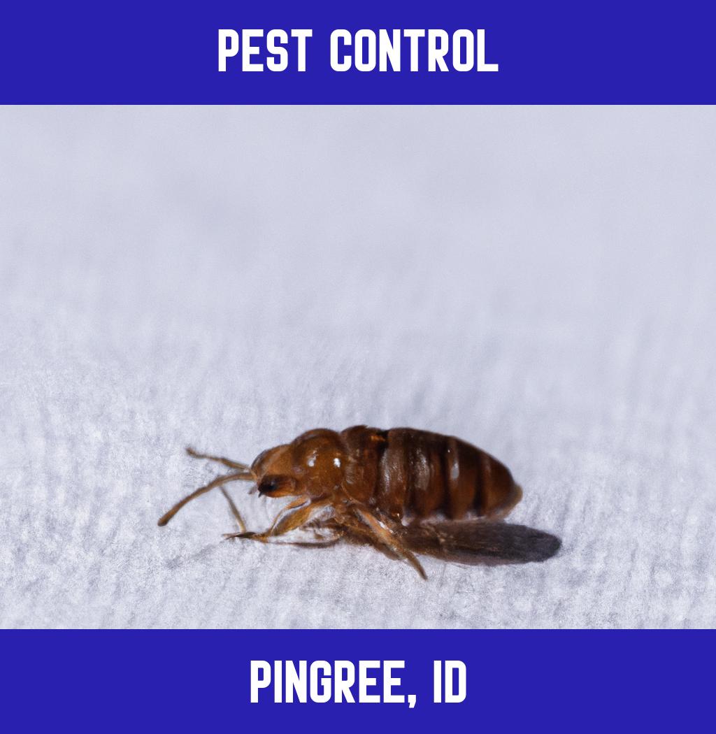 pest control in Pingree Idaho