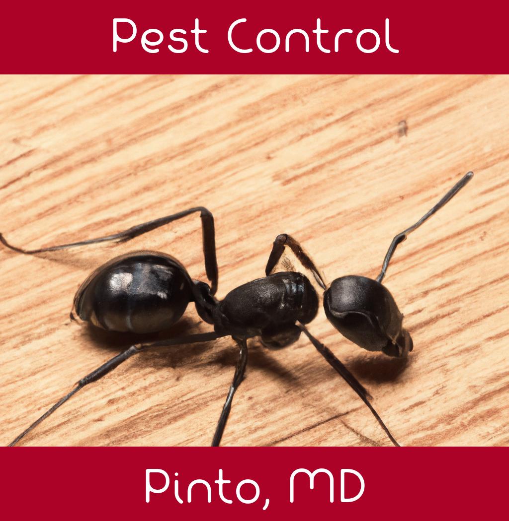 pest control in Pinto Maryland