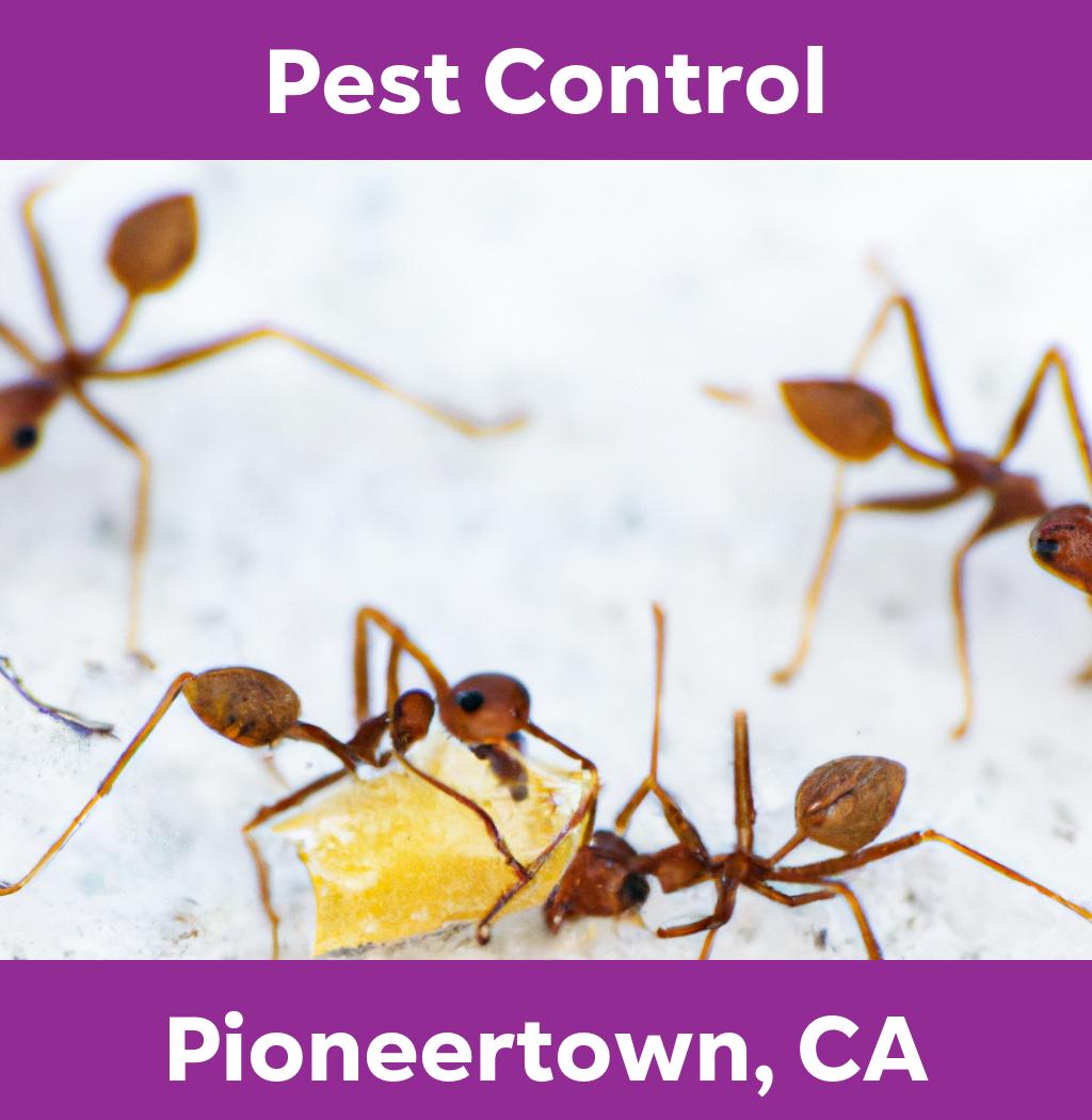 pest control in Pioneertown California