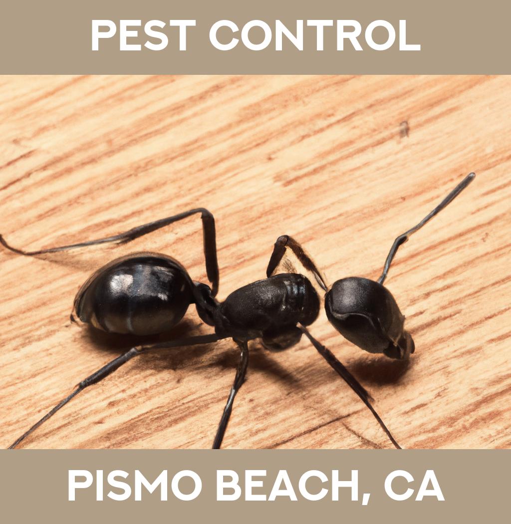 pest control in Pismo Beach California
