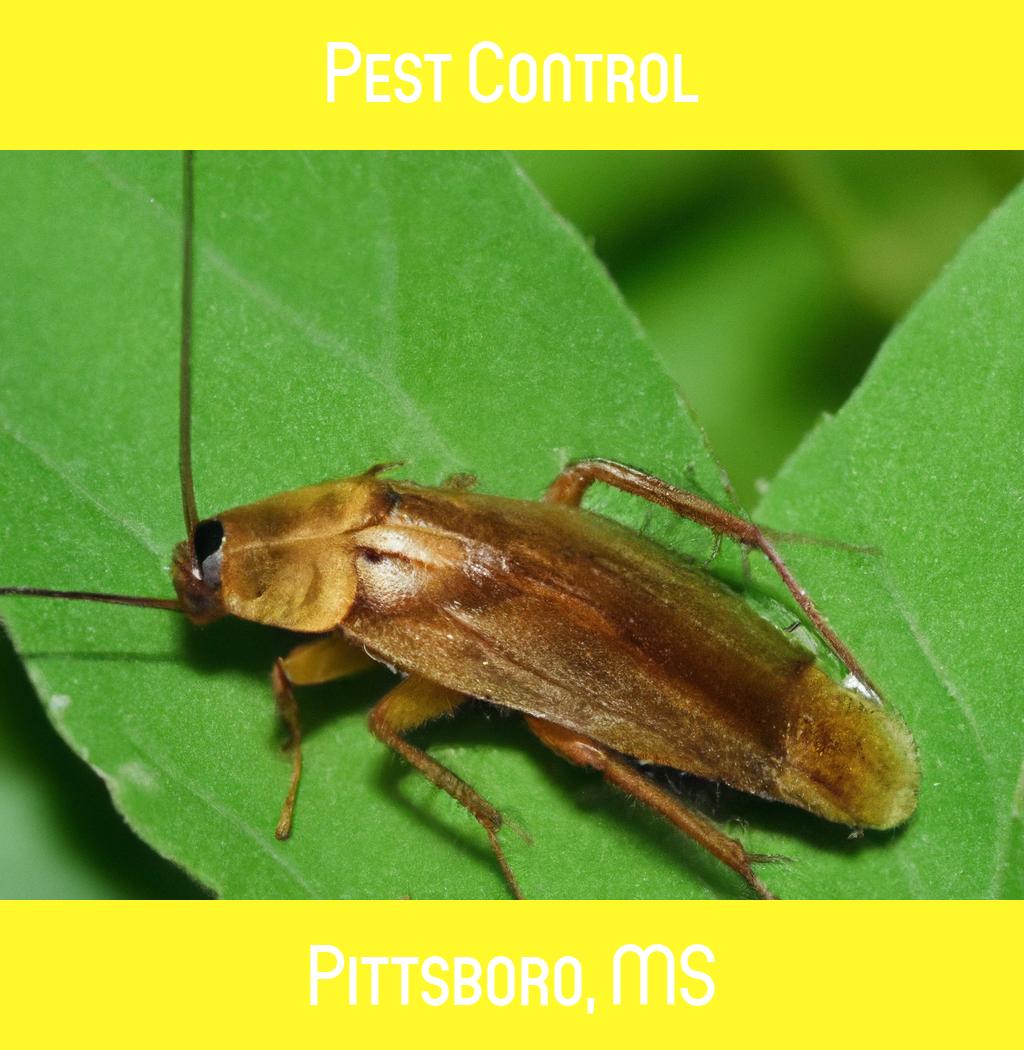 pest control in Pittsboro Mississippi