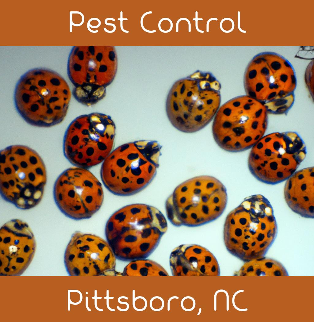 pest control in Pittsboro North Carolina