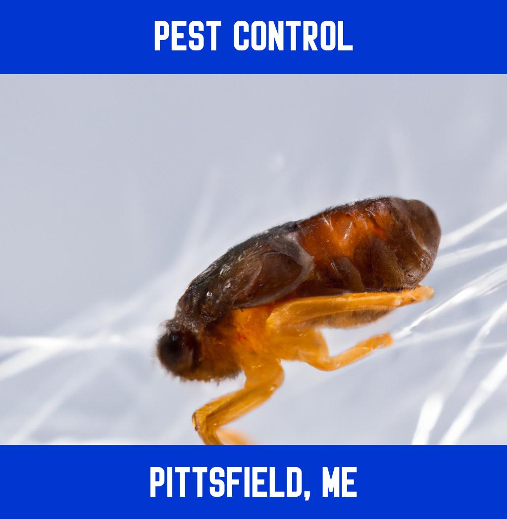pest control in Pittsfield Maine