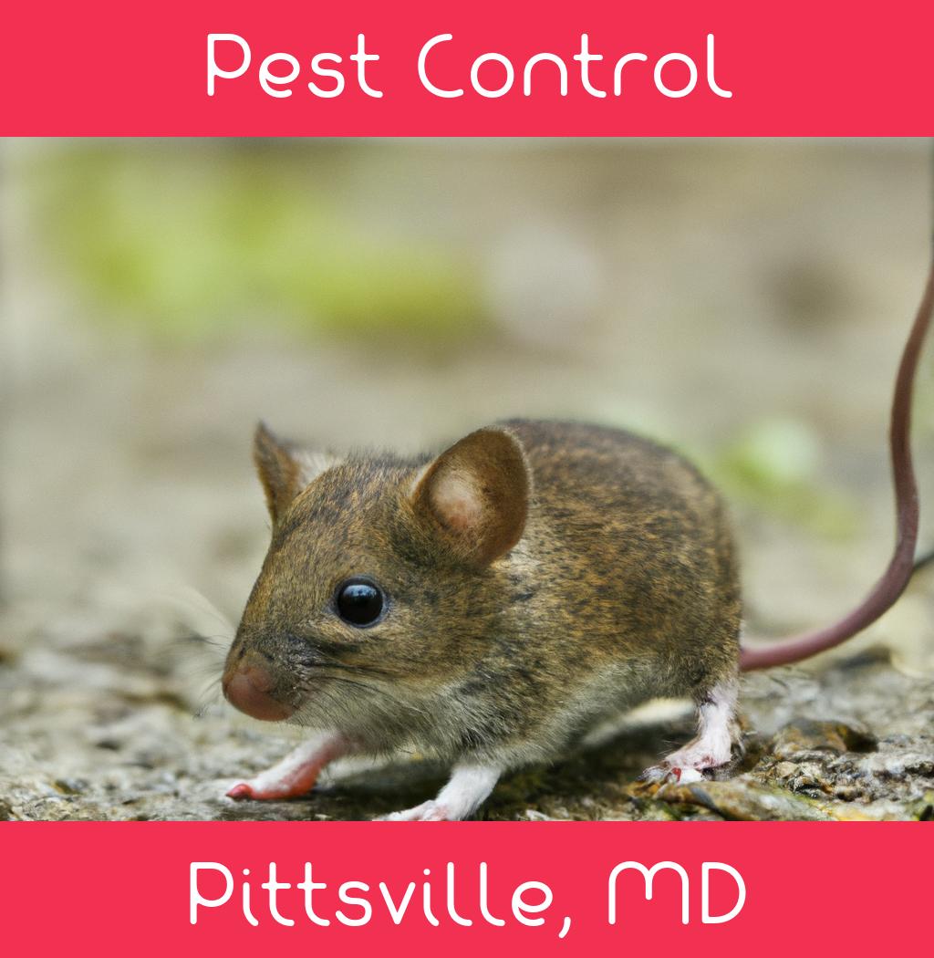 pest control in Pittsville Maryland